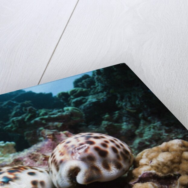 Two living Tiger Cowries by Anonymous