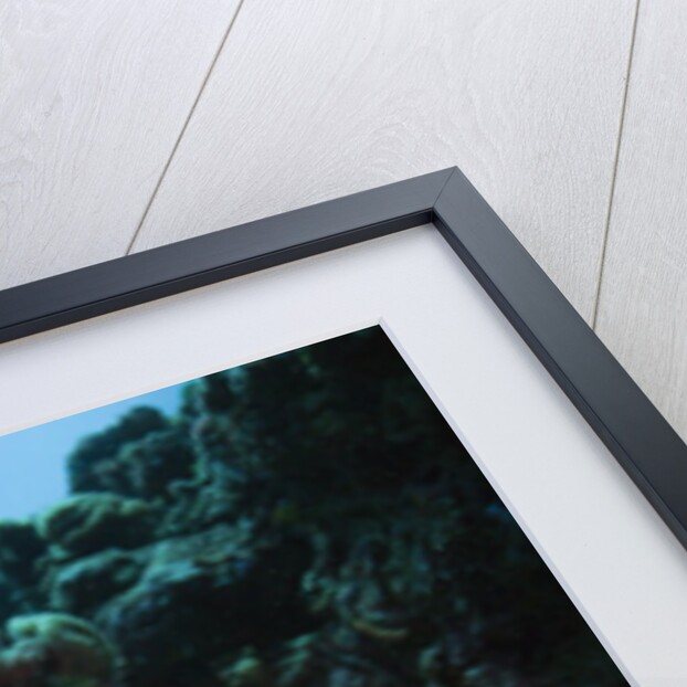 Two living Tiger Cowries by Anonymous