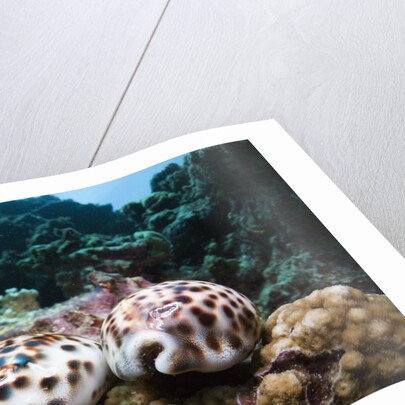 Two living Tiger Cowries by Anonymous