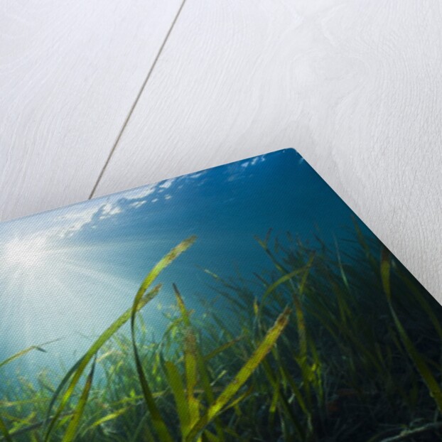 Seagrass by Anonymous