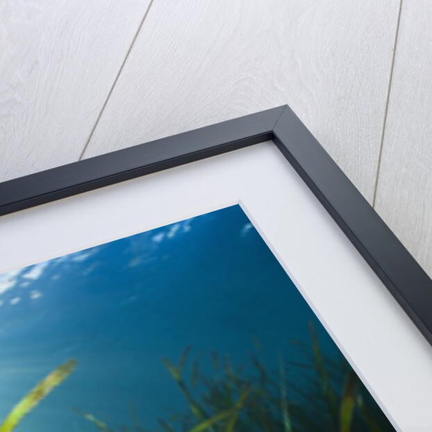 Seagrass by Anonymous