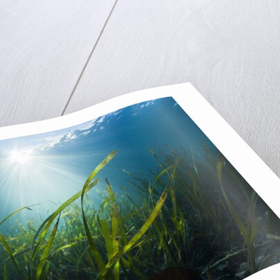 Seagrass by Anonymous