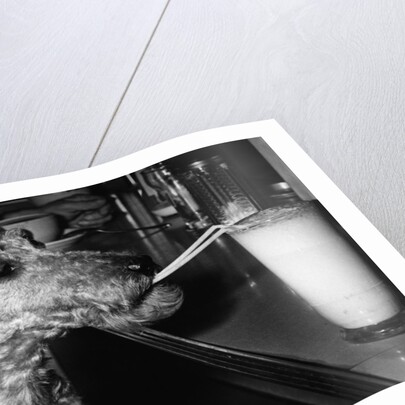 Dog drinking with straw by Anonymous