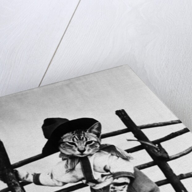 Portrait of dressed- up cats by Anonymous