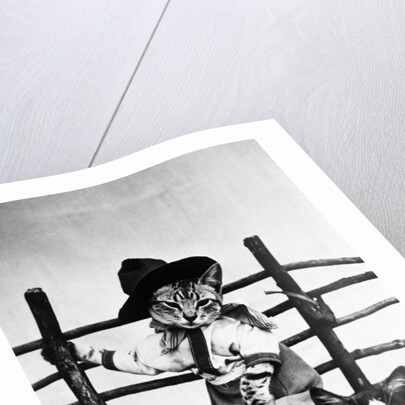 Portrait of dressed- up cats by Anonymous