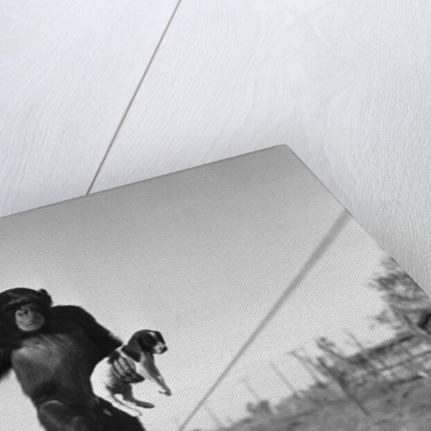 Chimp balancing on line with umbrella and puppy by Anonymous