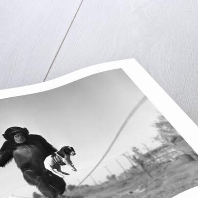 Chimp balancing on line with umbrella and puppy by Anonymous