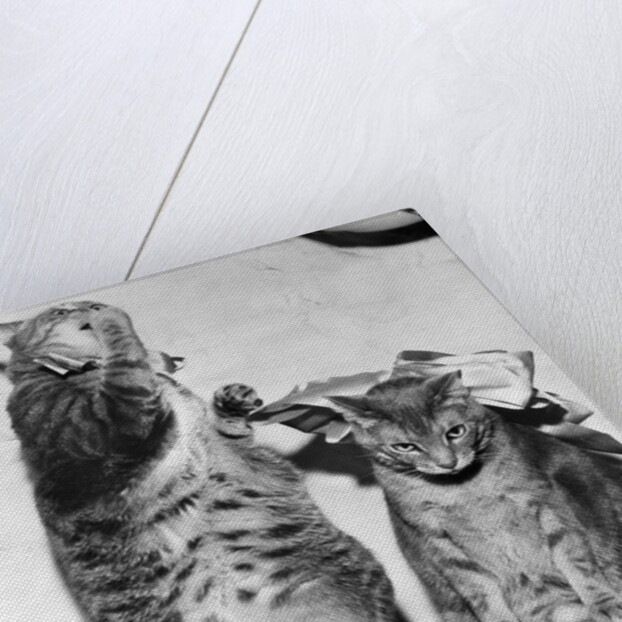 Portrait of two funny cats by Anonymous