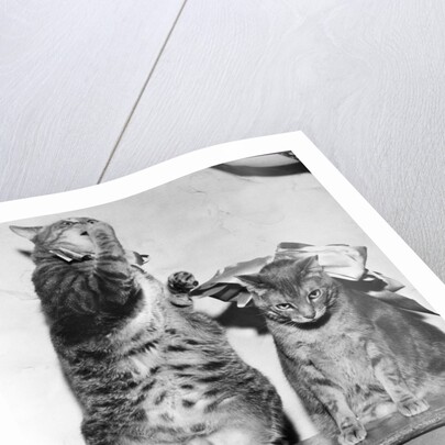Portrait of two funny cats by Anonymous