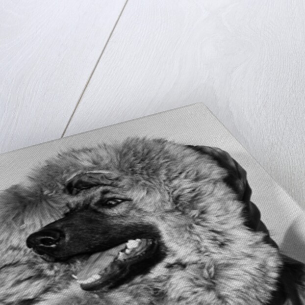 Portrait of dog in anorak by Anonymous