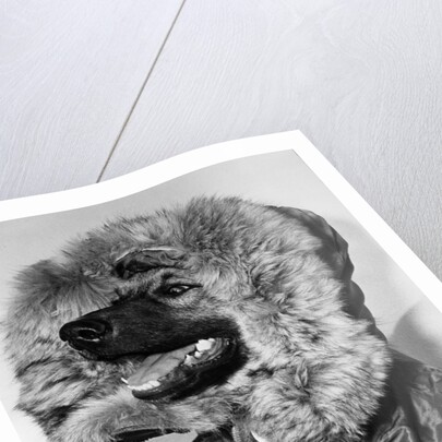 Portrait of dog in anorak by Anonymous