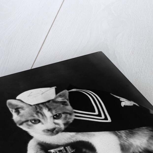 Cute little kitten dressed-up as sailor by Anonymous