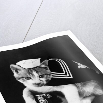 Cute little kitten dressed-up as sailor by Anonymous