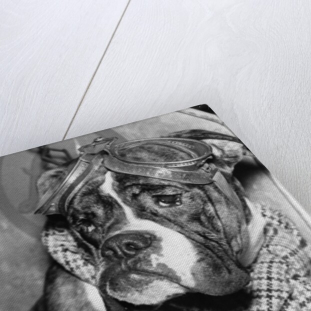 Cute wrinkled boxer dog dressed-up in checked scarf and goggles by Anonymous