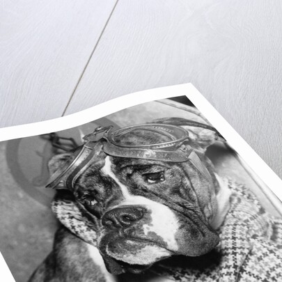 Cute wrinkled boxer dog dressed-up in checked scarf and goggles by Anonymous