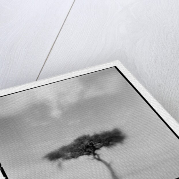 Acacia Tree, Masai Mara Game Reserve, Kenya by Anonymous