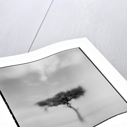 Acacia Tree, Masai Mara Game Reserve, Kenya by Anonymous