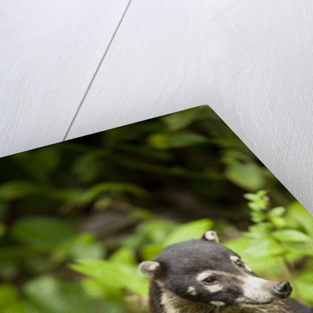 Coati, Costa Rica by Anonymous