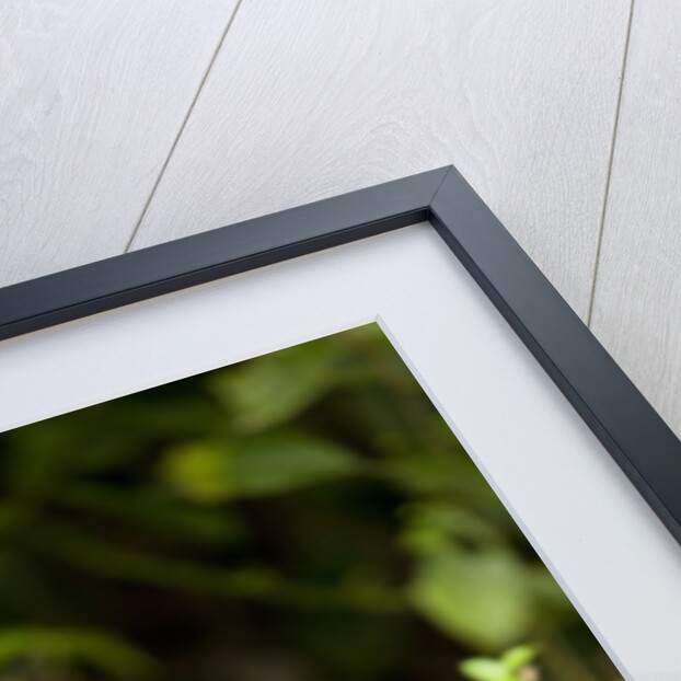 Coati, Costa Rica by Anonymous