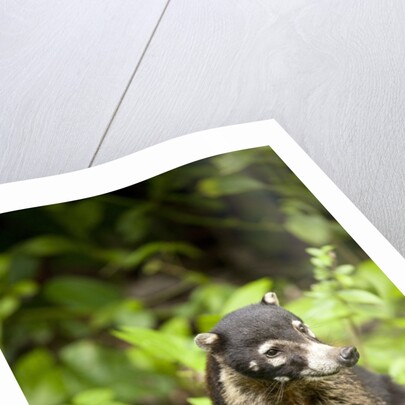 Coati, Costa Rica by Anonymous