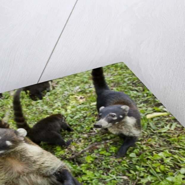 Coati, Costa Rica by Anonymous