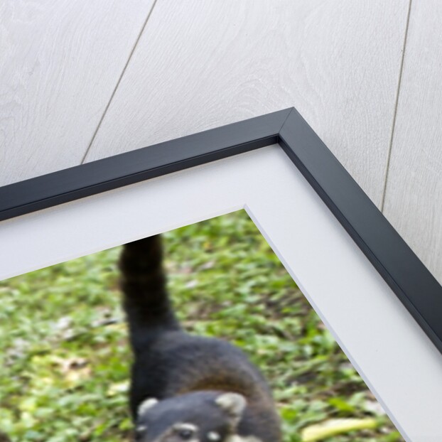 Coati, Costa Rica by Anonymous