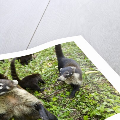 Coati, Costa Rica by Anonymous