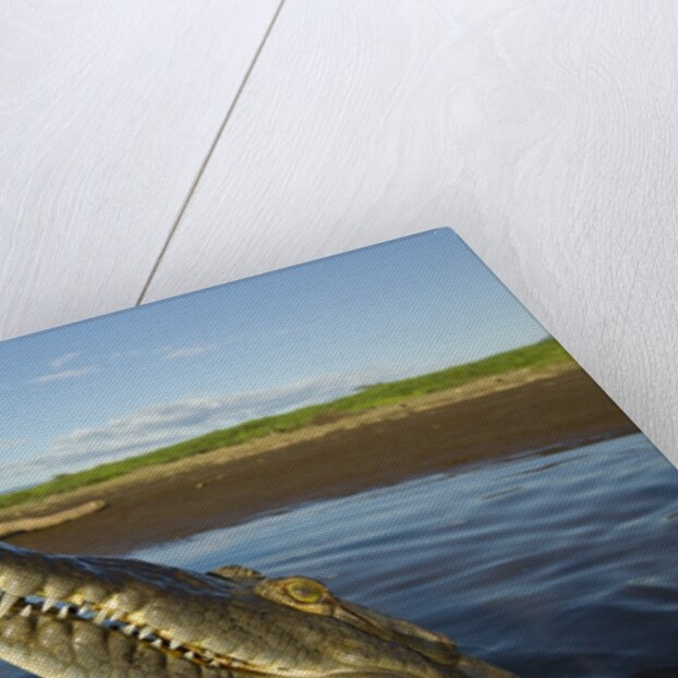 American Crocodile, Costa Rica by Anonymous