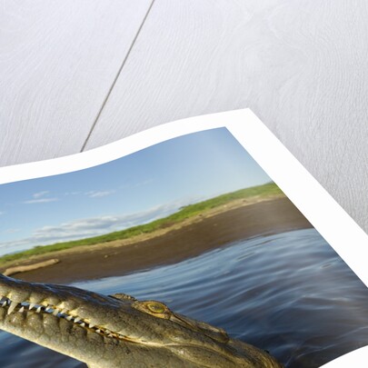 American Crocodile, Costa Rica by Anonymous