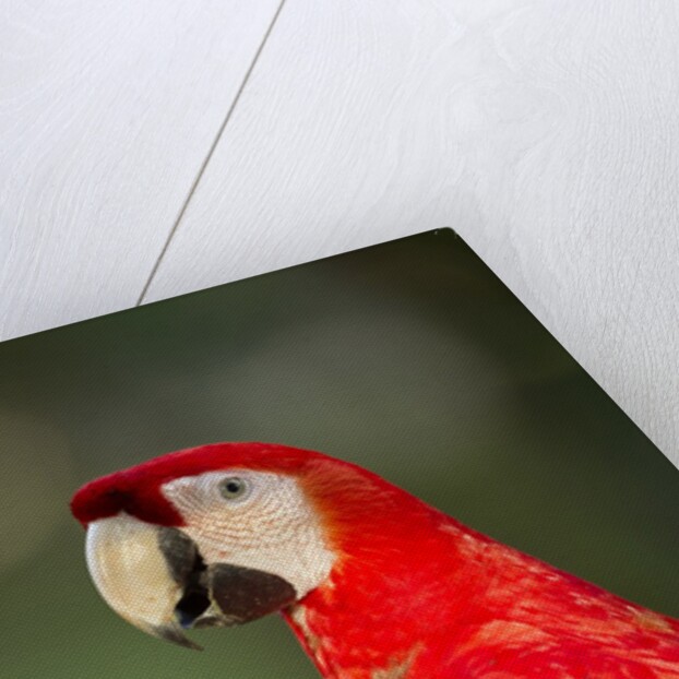 Scarlet Macaw, Costa Rica by Anonymous