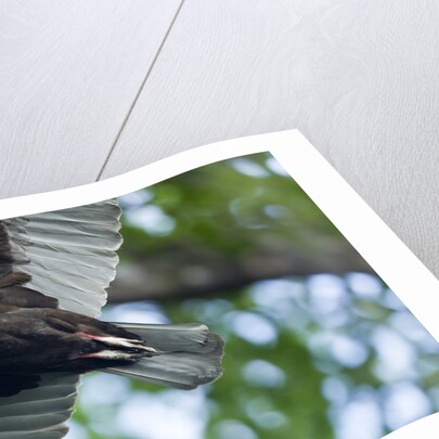 Black Vulture, Costa Rica by Anonymous