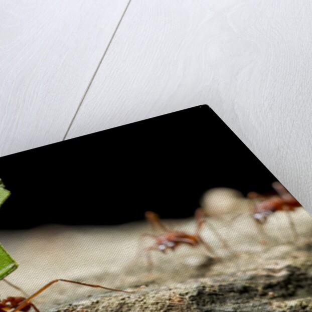 Leafcutter Ants, Costa Rica by Anonymous