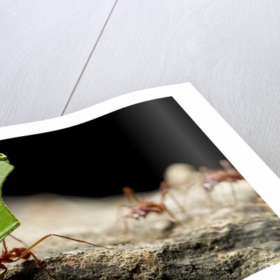 Leafcutter Ants, Costa Rica by Anonymous
