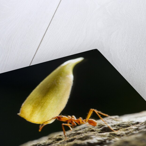 Leafcutter Ant, Costa Rica by Anonymous