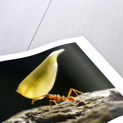 Leafcutter Ant, Costa Rica by Anonymous