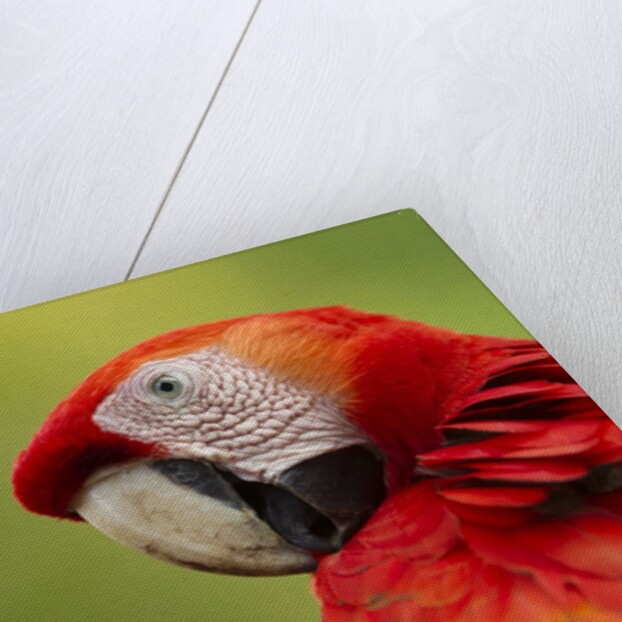 Scarlet Macaw, Costa Rica by Anonymous