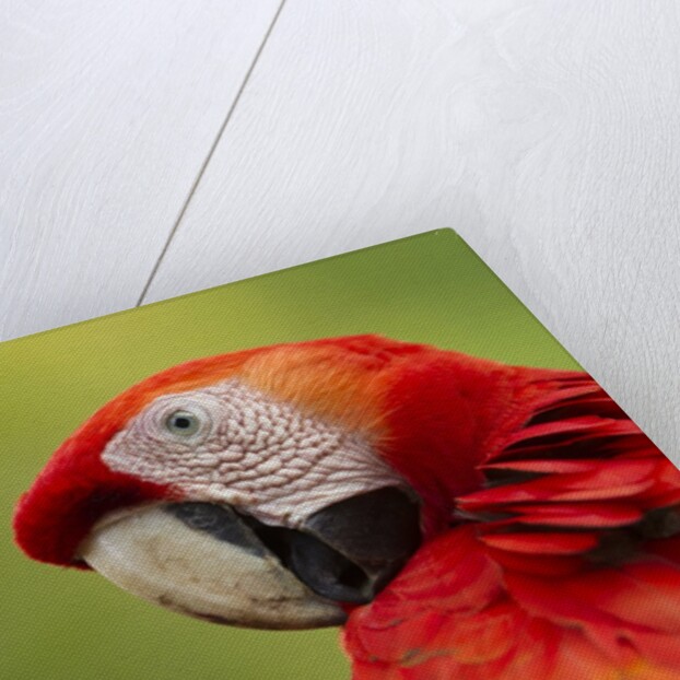 Scarlet Macaw, Costa Rica by Corbis