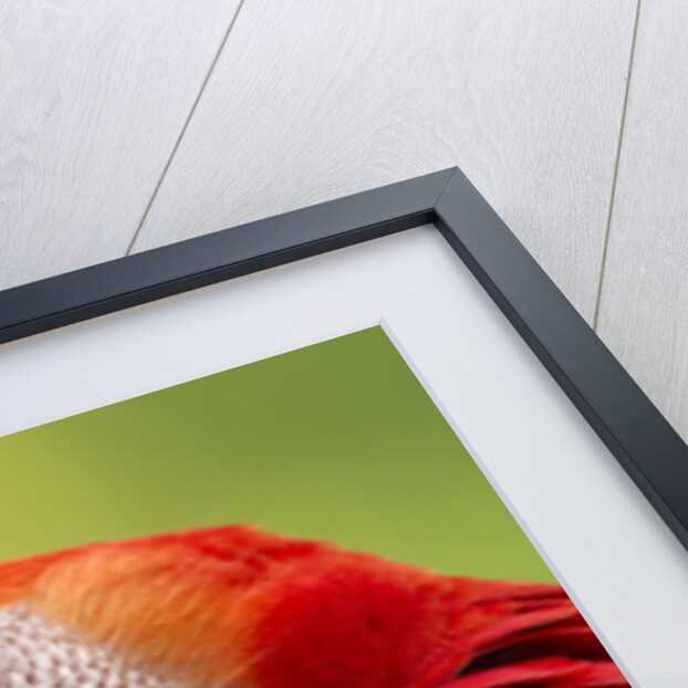 Scarlet Macaw, Costa Rica by Anonymous