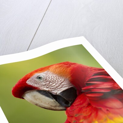 Scarlet Macaw, Costa Rica by Anonymous
