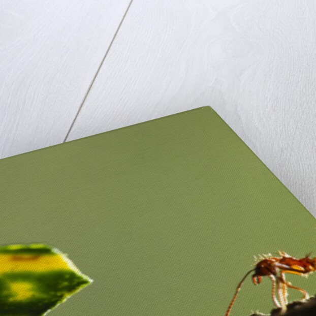 Leafcutter Ants, Costa Rica by Anonymous