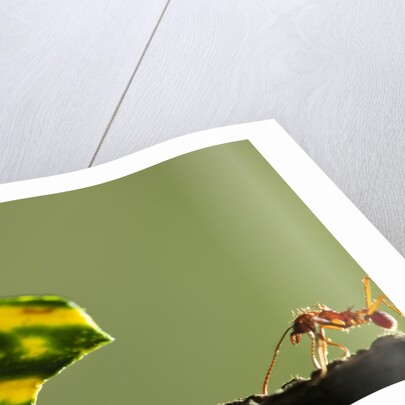 Leafcutter Ants, Costa Rica by Anonymous