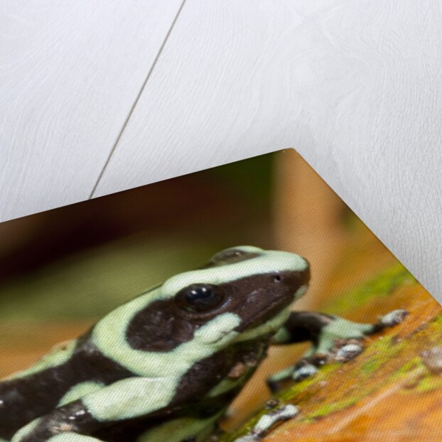 Poison Dart Frog, Costa Rica by Anonymous