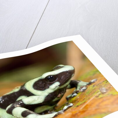 Poison Dart Frog, Costa Rica by Anonymous