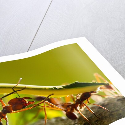 Leafcutter Ants, Costa Rica by Anonymous