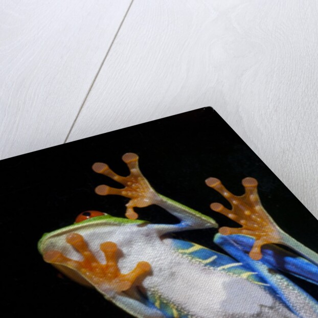 Red Eyed Tree Frog, Costa Rica by Anonymous