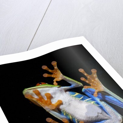 Red Eyed Tree Frog, Costa Rica by Anonymous