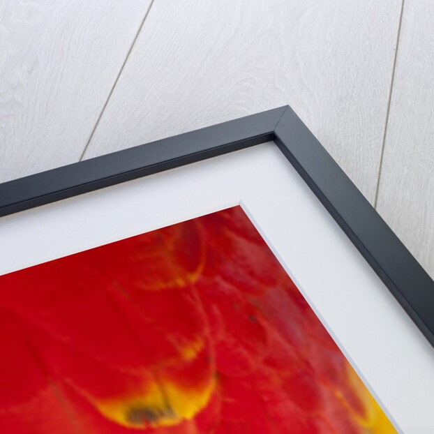 Scarlet Macaw, Costa Rica by Anonymous