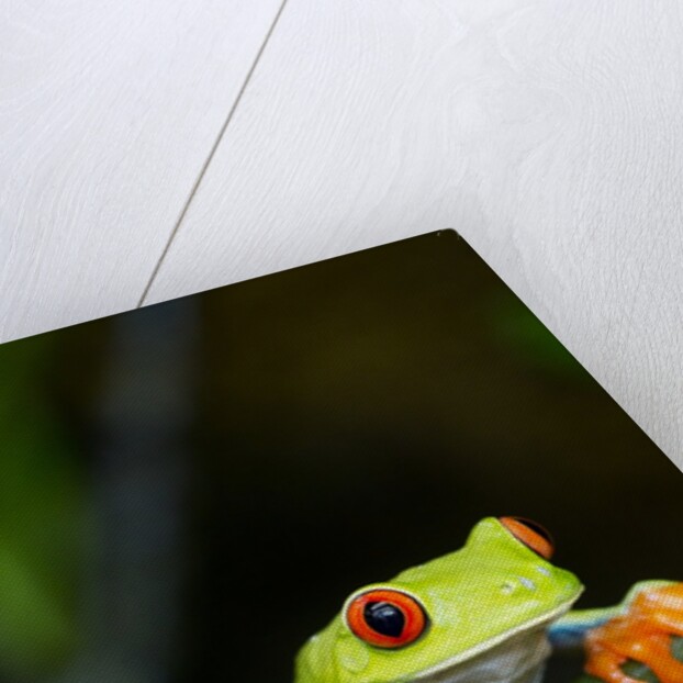 Red Eyed Tree Frog, Costa Rica by Anonymous