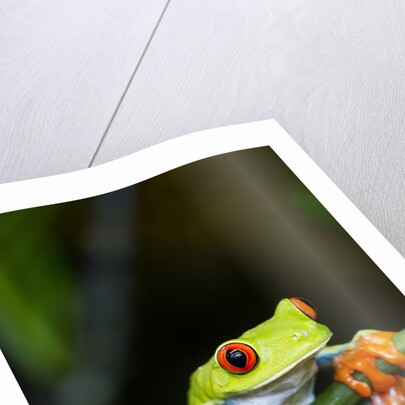 Red Eyed Tree Frog, Costa Rica by Anonymous