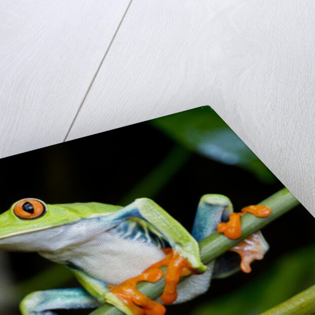 Red Eyed Tree Frog, Costa Rica by Anonymous